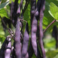 Heirloom Purple King Climbing Bean Vegetable Seeds