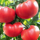 Tomato Seeds - College Challenger
