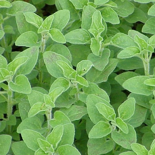 Oregano - Herb Seeds – YourVegePatch