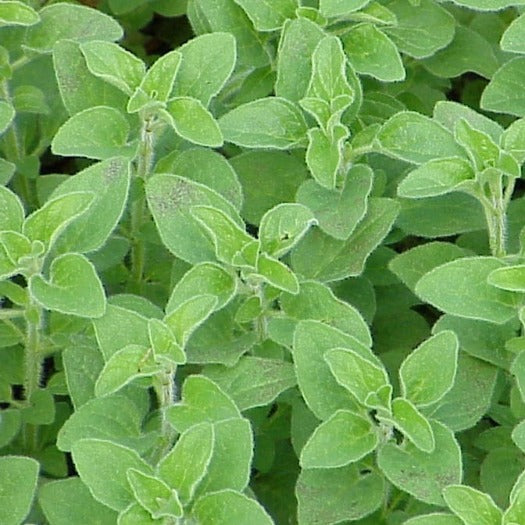 Oregano Herb Seeds - Grow your own oregano either in your garden or in pots and harvest oregano all year round.