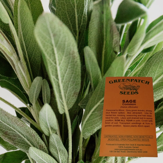 Non-Hybrid Common Sage Herb Seeds