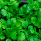 Coriander Herb Seeds - Certified Organic
