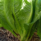 Cos Lettuce Vegetable Seeds