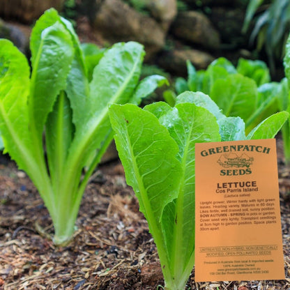 Lettuce Seeds - Cos Parris Island - Certified Organic