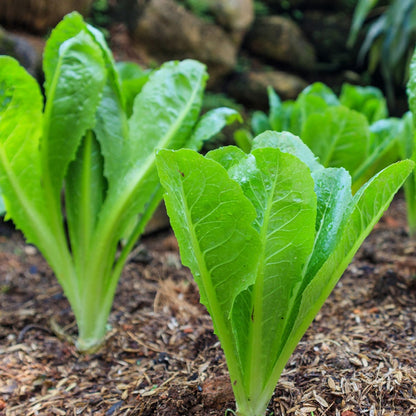 Lettuce Seeds - Cos Parris Island - Certified Organic