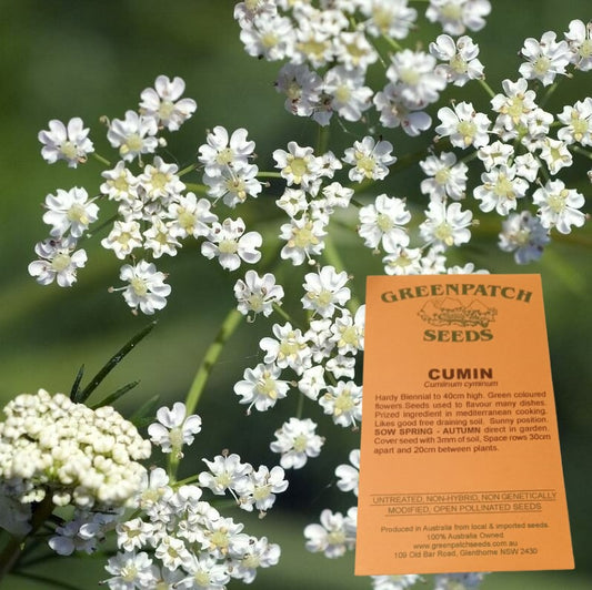 Cumin Herb Seeds Untreated Non-Hybrid Seeds
