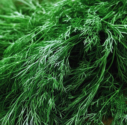 Dill Seeds - Certified Organic