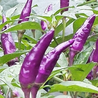 Chilli Seeds - Explosive Ember - Certified Organic