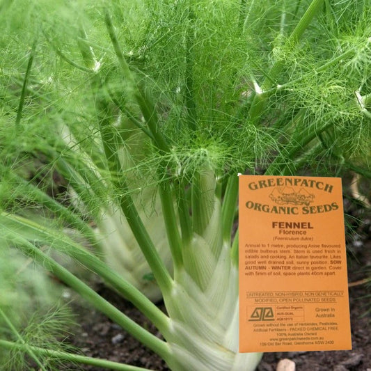 Certified Organic Fennel Herb Seeds