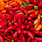 Chilli Seeds - Fiesta - Certified Organic