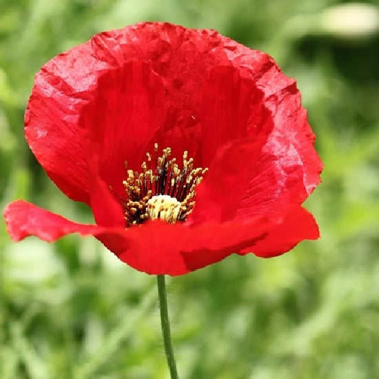 Certified Organic Poppy Flower Seeds.  Buy your certified organic, heirloom and non-GMO flower, vegetable and herb seeds at YourVegePatch.
