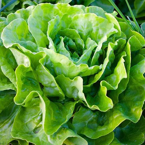 Lettuce Seeds - Green Mignonette - Certified Organic