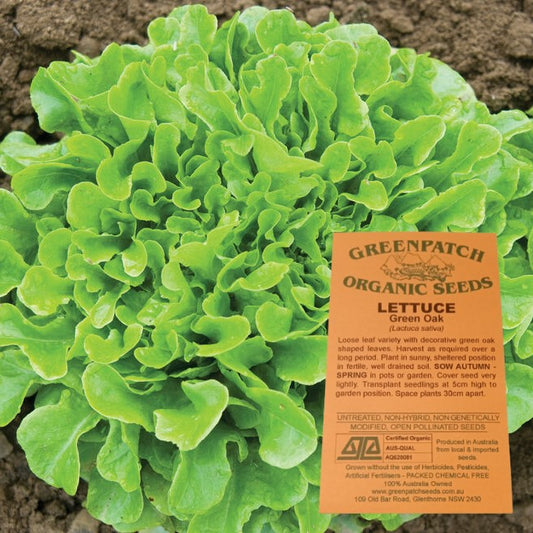 Certified Organic Green Oak Lettuce Vegetable Seeds