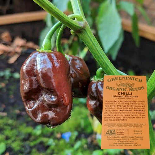 Certified Organic Habenero Chocolate Chilli Seeds