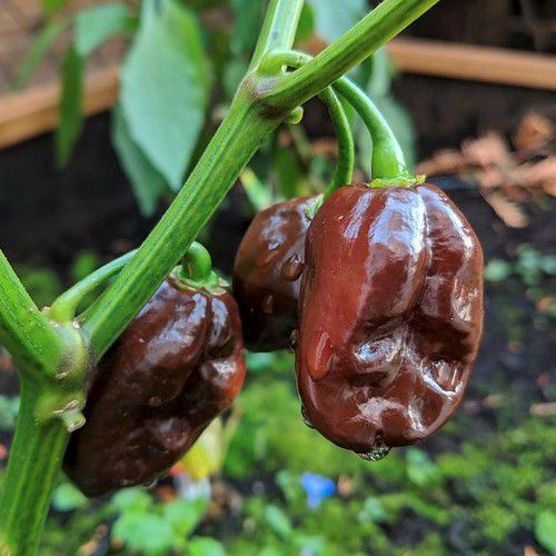 Chilli Seeds - Habanero Chocolate - Certified Organic
