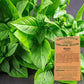 Certified Organic Lemon Basic Herb Seeds for your veggie garden.  Buy your heirloom and certified organic herb seeds now.