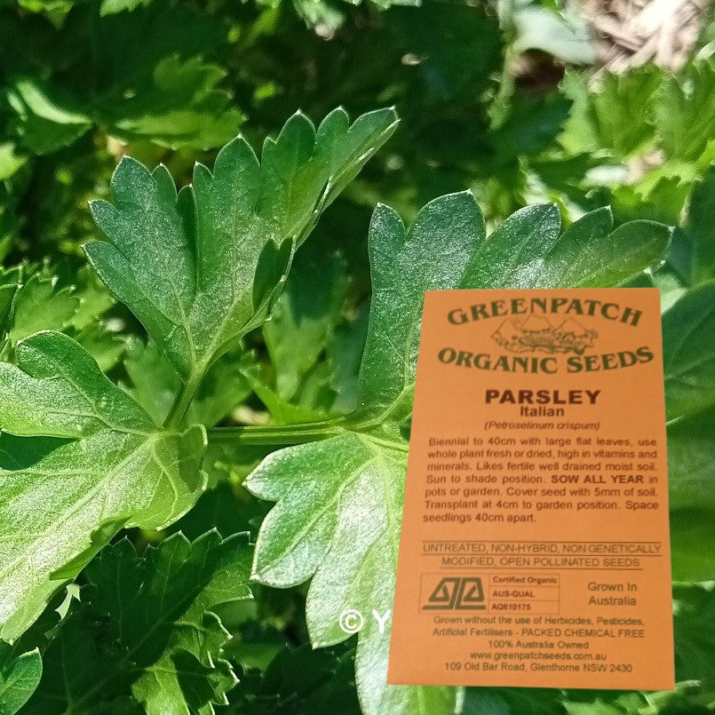 Italian Parsley Seed Packet Herb Seed Certified Organic Seeds