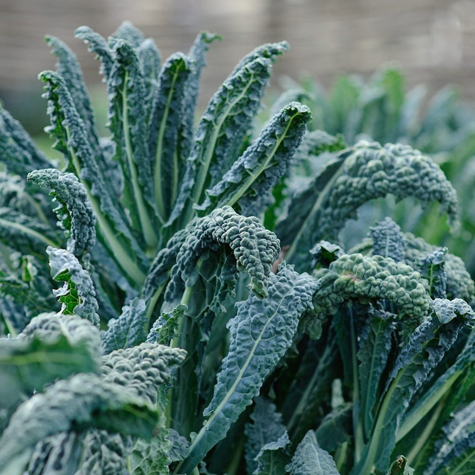 Heirloom Kale Black Toscana Vegetable Seeds.  Shop now and buy your organic and heirloom vegetable seeds today and get your veggie garden growing.