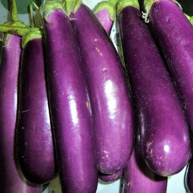 Long Purple Eggplant Heirloom Vegetable seeds.  Shop now and buy your certified organic and heirloom vegetable seeds in Australia now with YourVegePatch.