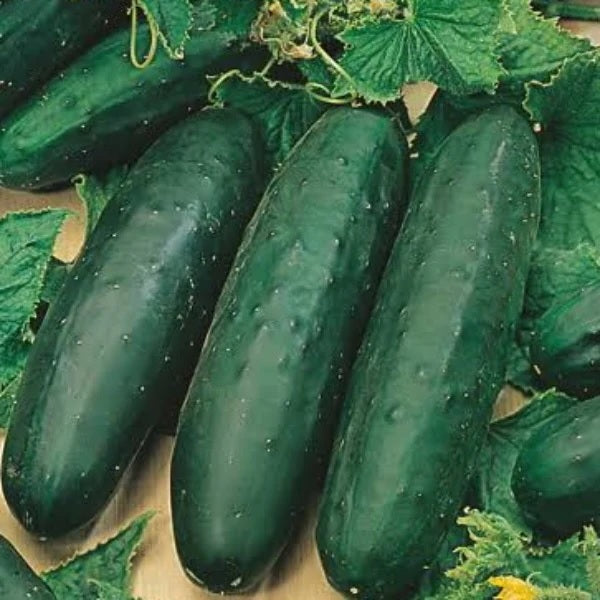 Organically grown Marketmore Cucumber Vegetable Seeds.  Shop now and buy your certified organic, heirloom and non-GMO vegetable, herb and fruit seeds at YourVegePatch.