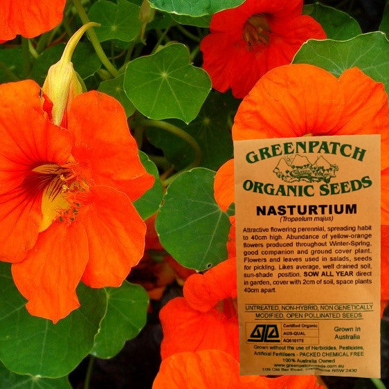 Certified Organic Nasturtium Flower Seeds. Great companion plant for your vegetable seeds. Buy organic and heirloom vegetable and herb seeds today.