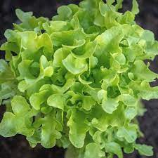 Lettuce Seeds - Green Oak - Certified Organic