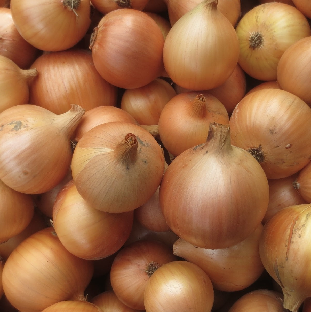 Creamgold Onion Seeds Certified Organic. Shop certified organic and heirloom vegetable seeds now.