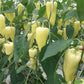 Heirloom Bogyiszloi Chilli Seeds for your vegetable garden