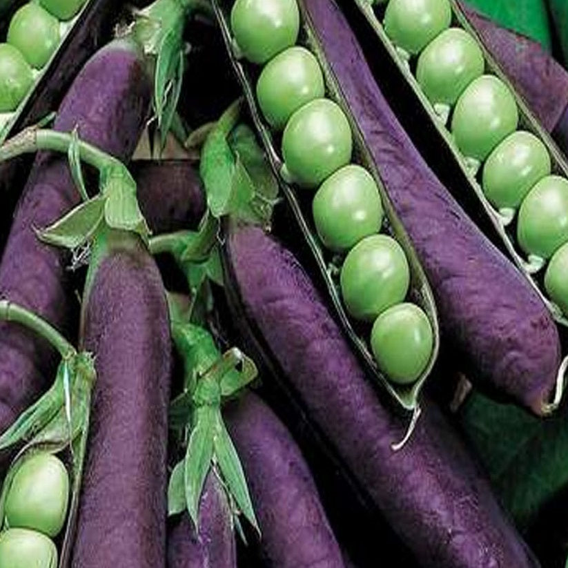 Certified Organic Purple Podded Climbing Pea.  Shop now and buy your certified organic and heirloom veggie seeds online today at YourVegePatch.