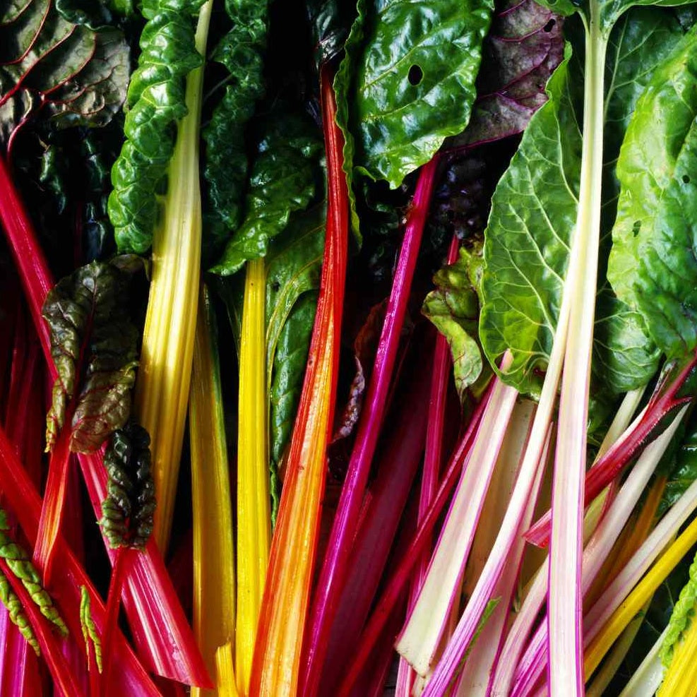 Rainbow Chard Silverbeet Vegetable Seeds for Your Veggie Garden. Shop Now and Buy Your Organic and Heirloom Seeds at YourVegePatch.