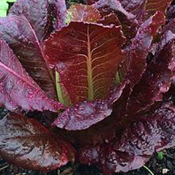 Certified Organic Red Cos Lettuce Seeds.  Shop now and buy your certified organic and heirloom vegetable seeds online today.