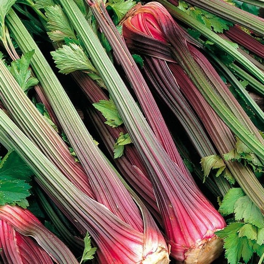 Certified Organic Red Stalk Celery Seed.  Shop now and buy your certified organic and heirloom vegetable seeds online in Australia with YourVegePatch.