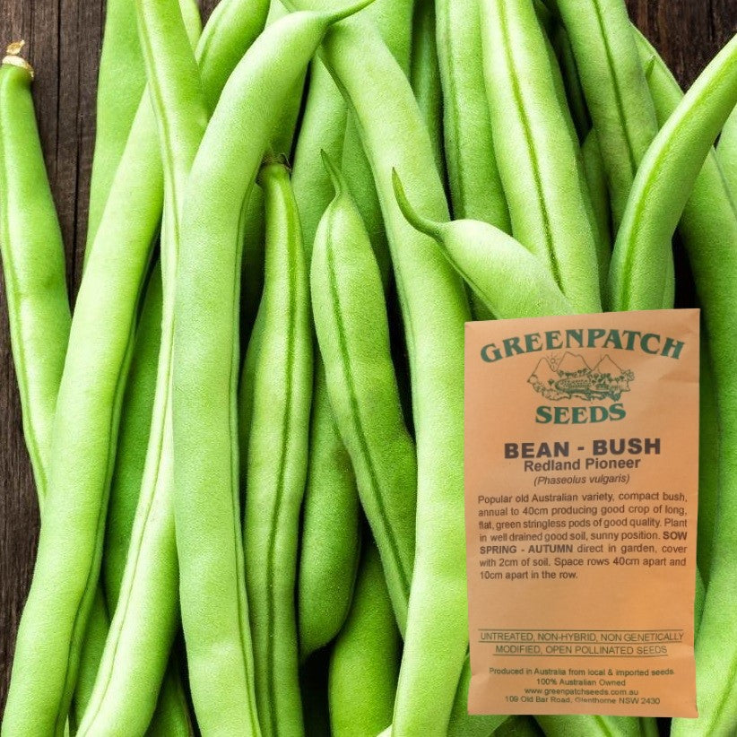 Bush Bean Seeds - Redland Pioneer