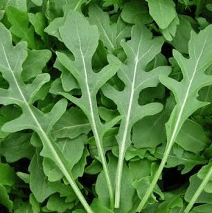 Salad Rocket Seeds - Microgreens - Certified Organic