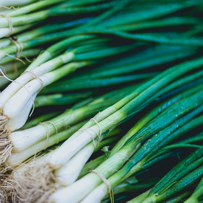 Heirloom Shallot Seeds 
