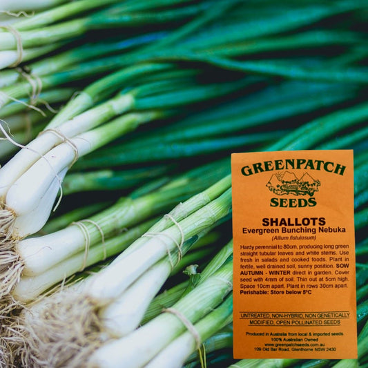 Heirloom Evergreen Bunching Nebuka Shallot Seeds.  Buy your certified organic and heirloom vegetable seeds online today.