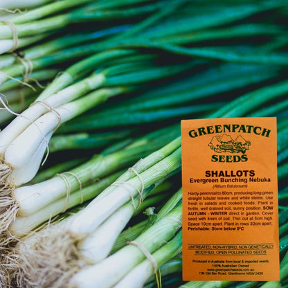 Heirloom Evergreen Bunching Nebuka Shallot Seeds.  Buy your certified organic and heirloom vegetable seeds online today.