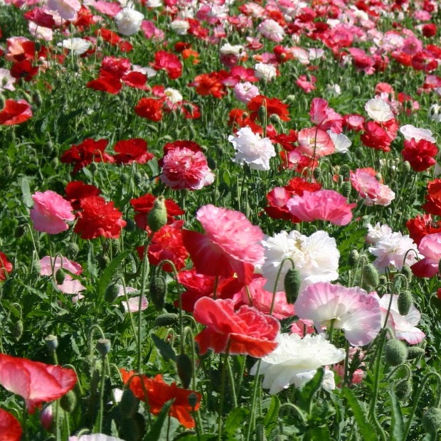 Poppy Flower Seeds - Shirley Double Mix