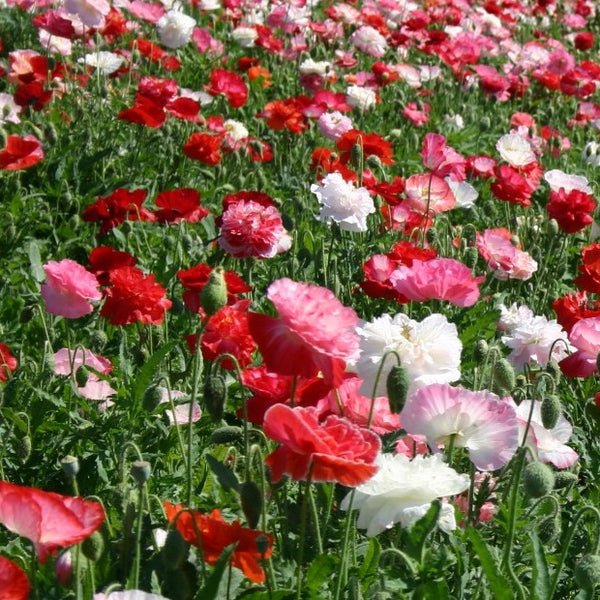 Poppy Flower Seed Packet Shirley Double Mix Non Hybrid Flower Seeds