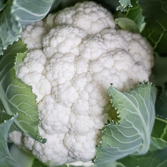 Snowball Cauliflower Heirloom Vegetable Seeds.  Shop now and buy your certified organic and heirloom vegetable, herb and fruit seeds in Australia at YourVegePatch.