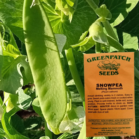 Greenpatch Melting Mammoth Heirloom Snowpea Vegetable Seeds for sale online now. Buy your heirloom and certified organic herb, vegetable, fruit and flower seeds today.