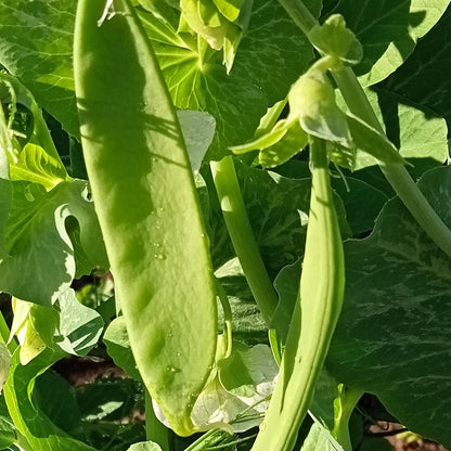 Snowpea Seed Packet - Melting Mammoth - Heirloom Veggie Seeds