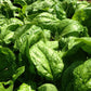 Certified Organic Winter Giant Spinach Vegetable Seeds