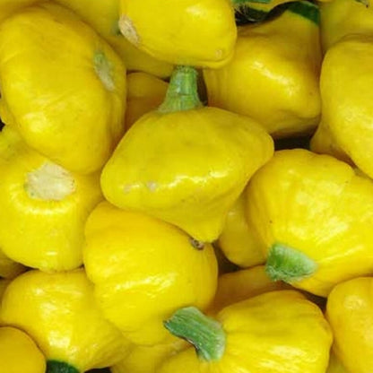 Squash Seeds - Golden Scallopini