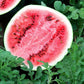 Watermelon Seeds - Sugar Baby - Certified Organic