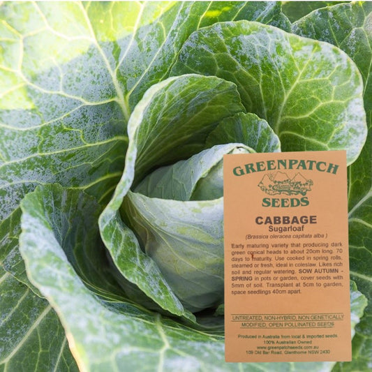 heirloom vegetable surgarloaf cabbage seeds for sale. Buy your certified organic and heirloom veggie seeds online today at Yourvegepatch.