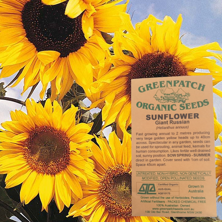 Certified Organic Sunflower Seeds from Greenpatch Organic Seeds. Shop now and buy your heirloom and certified organic seeds today.