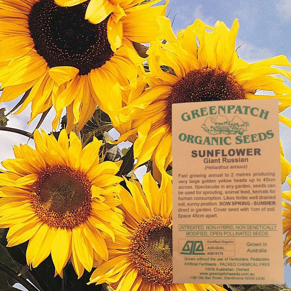 Sunflower Seed Packet Giant Russian Certified Organic Flower Seeds YourVegePatch