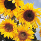 Sunflower Seeds - Giant Russian - Certified Organic