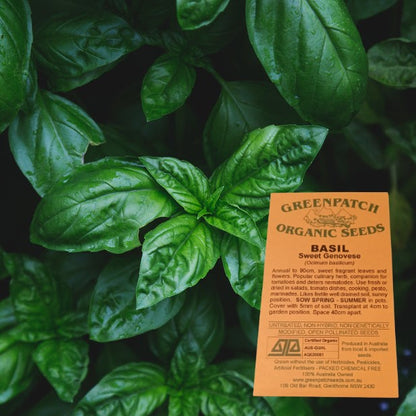 Certified organic Sweet Genovese Basil Seeds